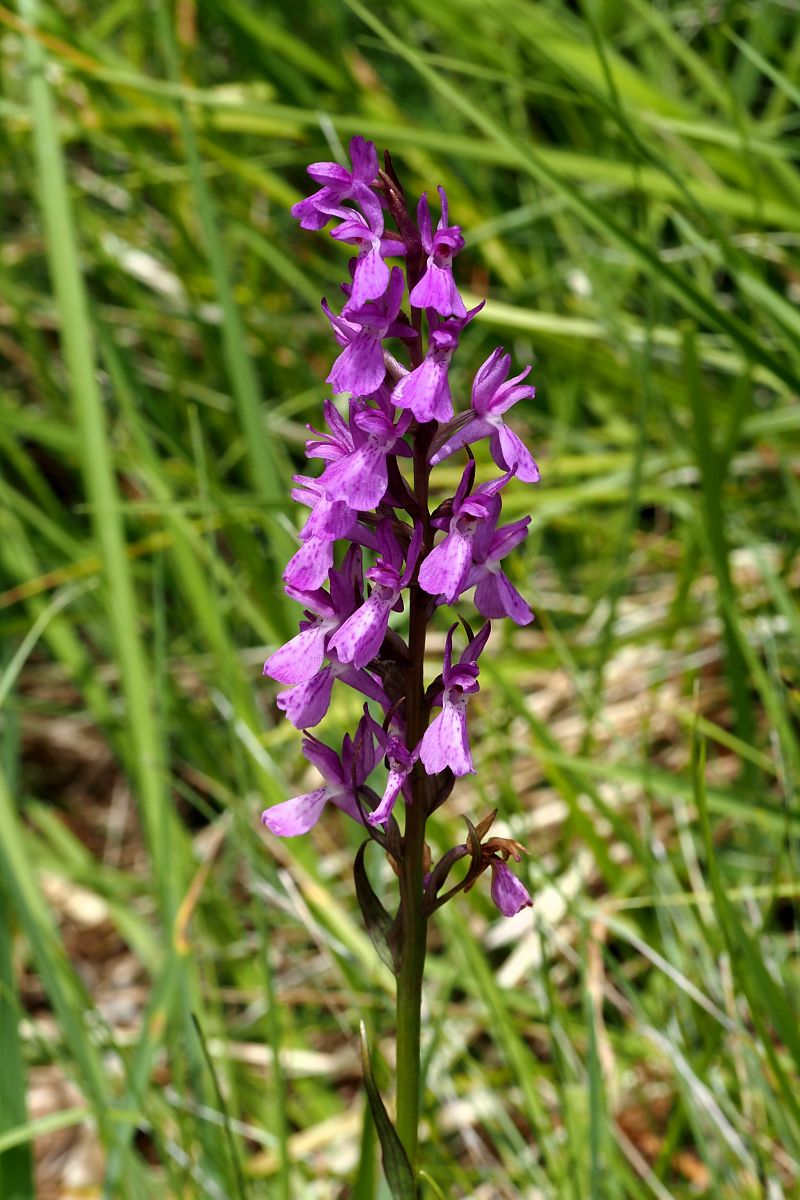 Dactylorhiza elata  - Jany Husson