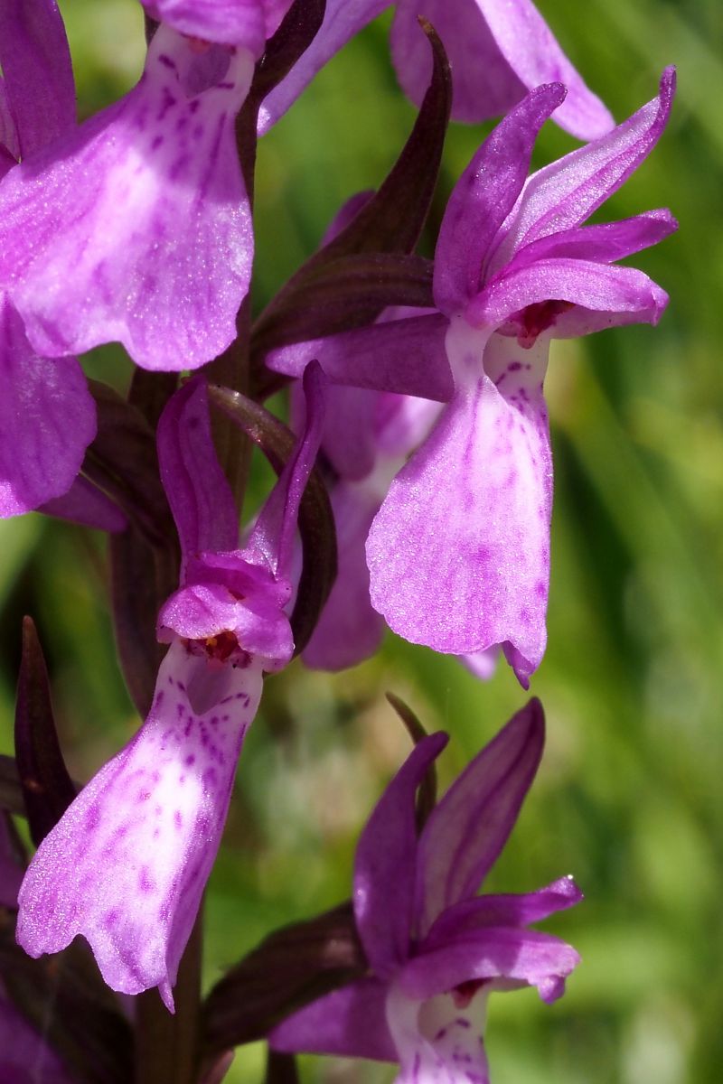 Dactylorhiza elata  - Jany Husson