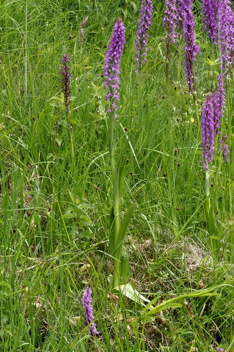 Dactylorhiza elata  - Jany Husson
