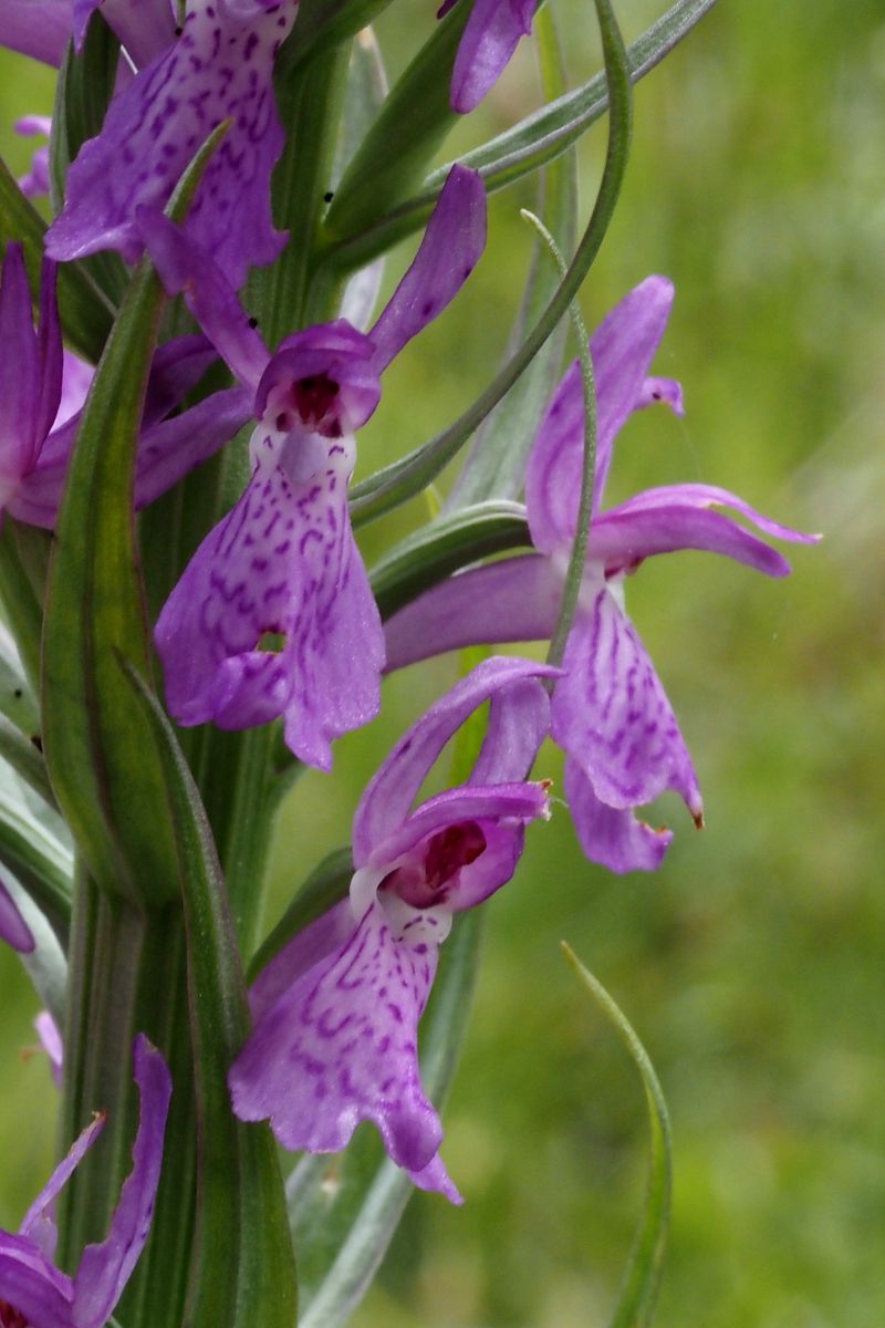 Dactylorhiza elata  - Jany Husson