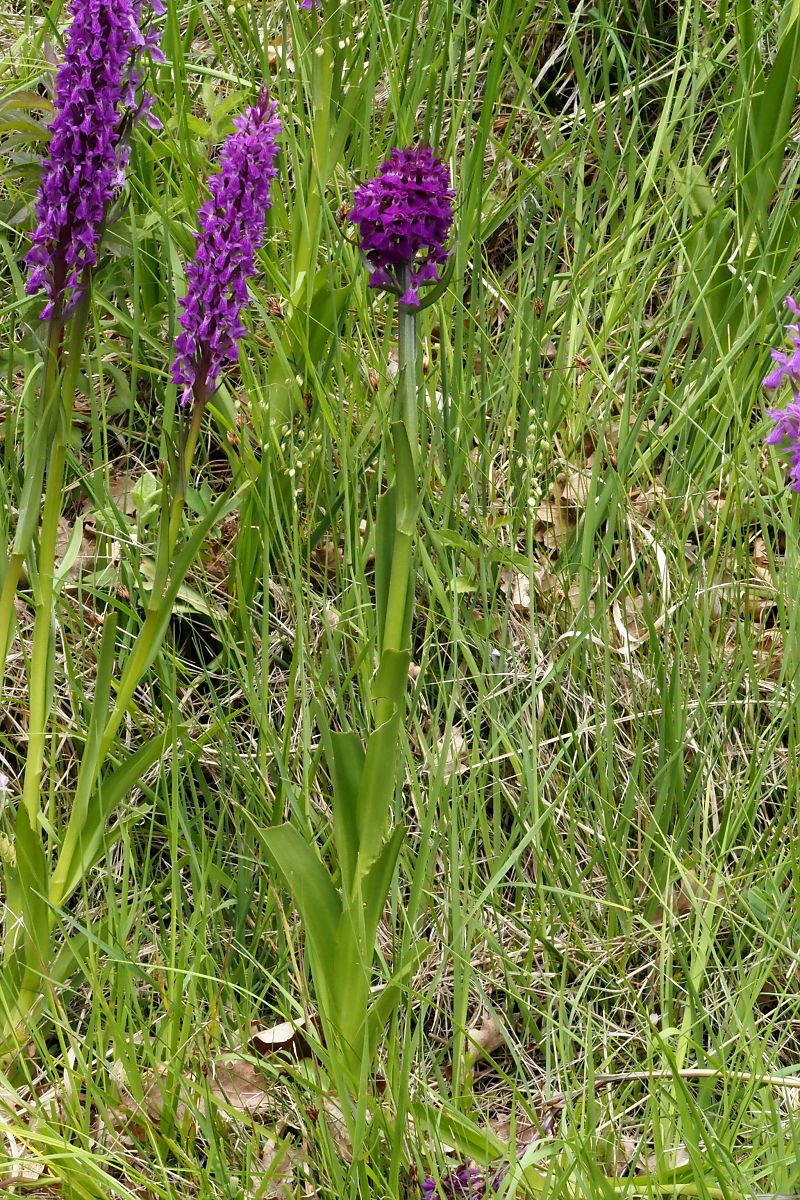 Dactylorhiza elata  - Jany Husson