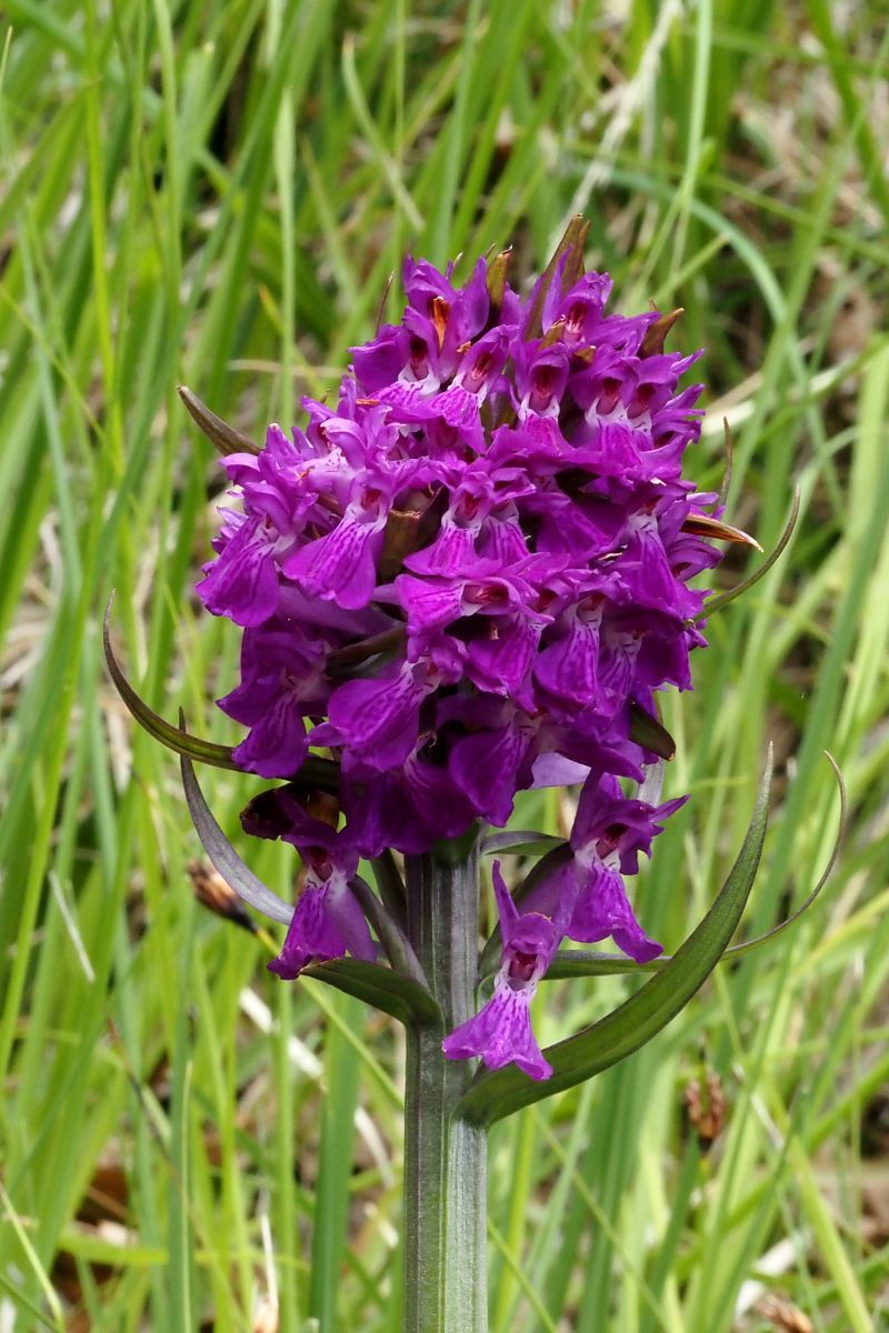 Dactylorhiza elata  - Jany Husson