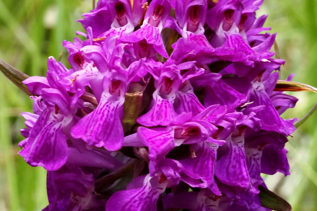 Dactylorhiza elata  - Jany Husson