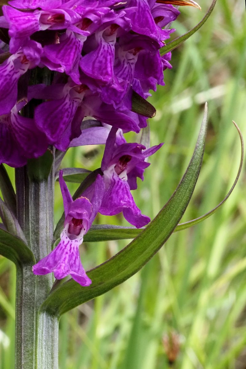 Dactylorhiza elata  - Jany Husson