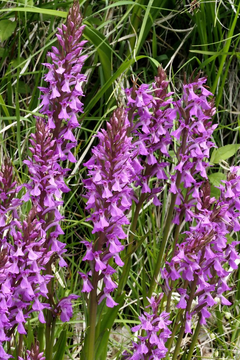 Dactylorhiza elata  - Jany Husson