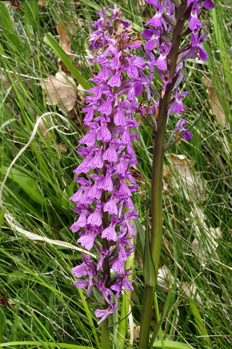 Dactylorhiza elata  - Jany Husson