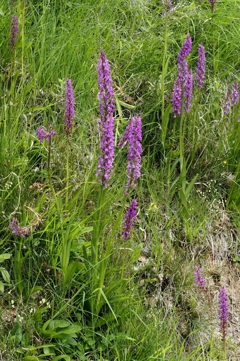 Dactylorhiza elata  - Jany Husson