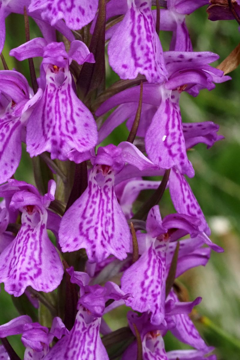 Dactylorhiza elata  - Jany Husson