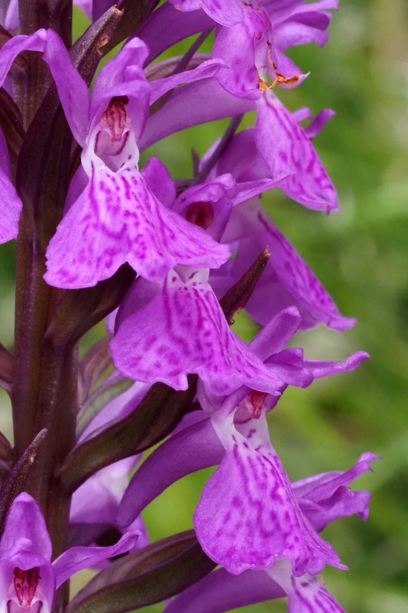 Dactylorhiza elata  - Jany Husson
