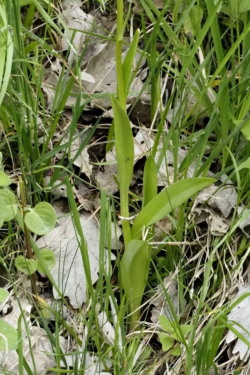 Dactylorhiza elata  - Jany Husson
