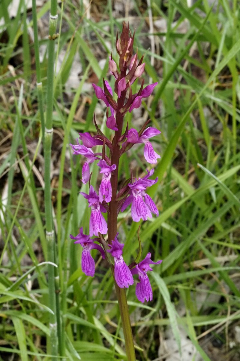 Dactylorhiza elata  - Jany Husson