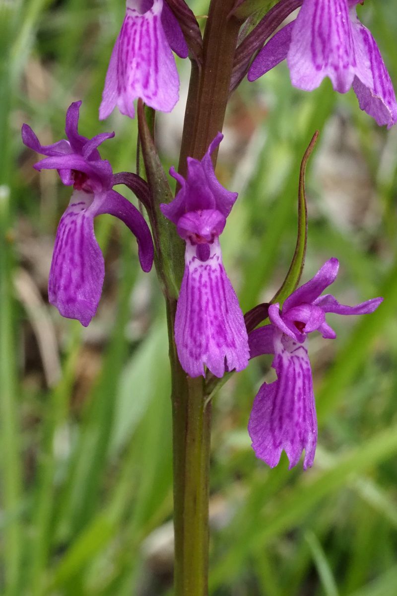 Dactylorhiza elata  - Jany Husson