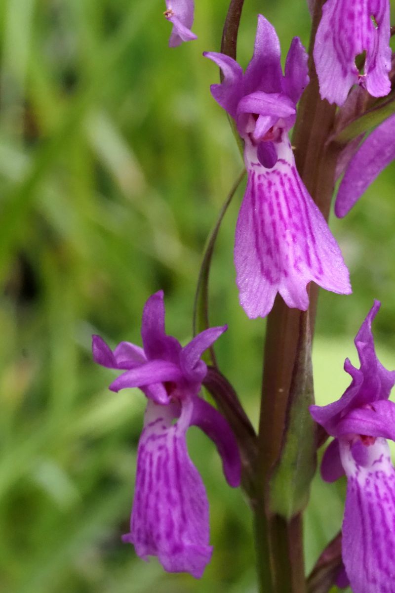 Dactylorhiza elata  - Jany Husson