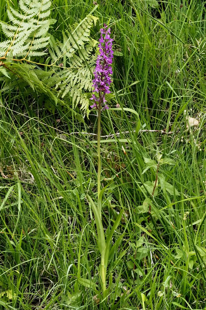 Dactylorhiza elata  - Jany Husson