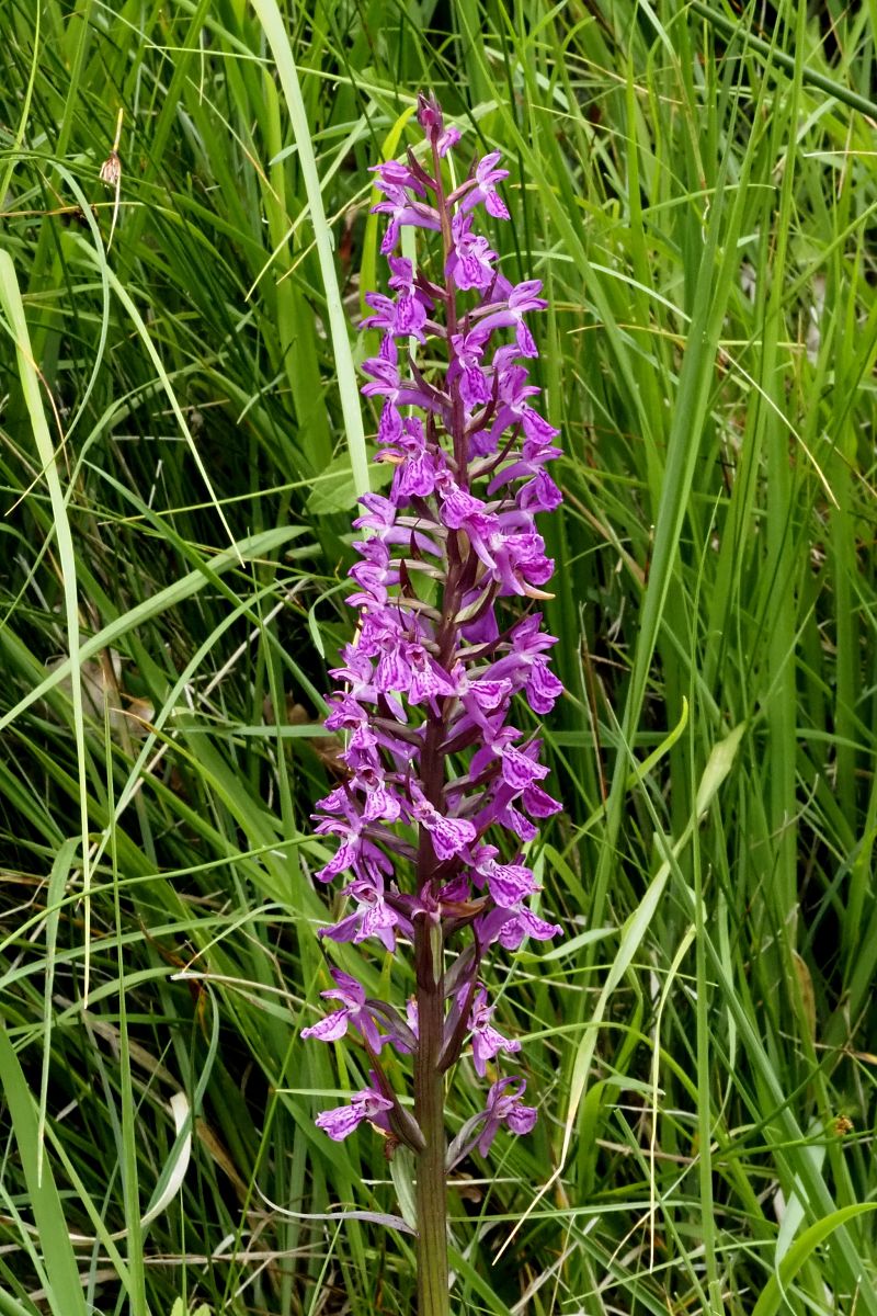 Dactylorhiza elata  - Jany Husson