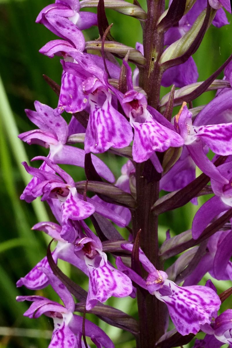 Dactylorhiza elata  - Jany Husson
