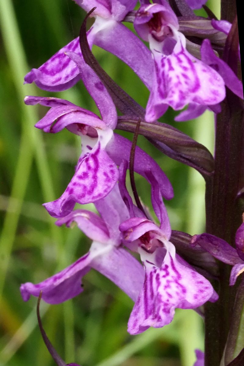 Dactylorhiza elata  - Jany Husson