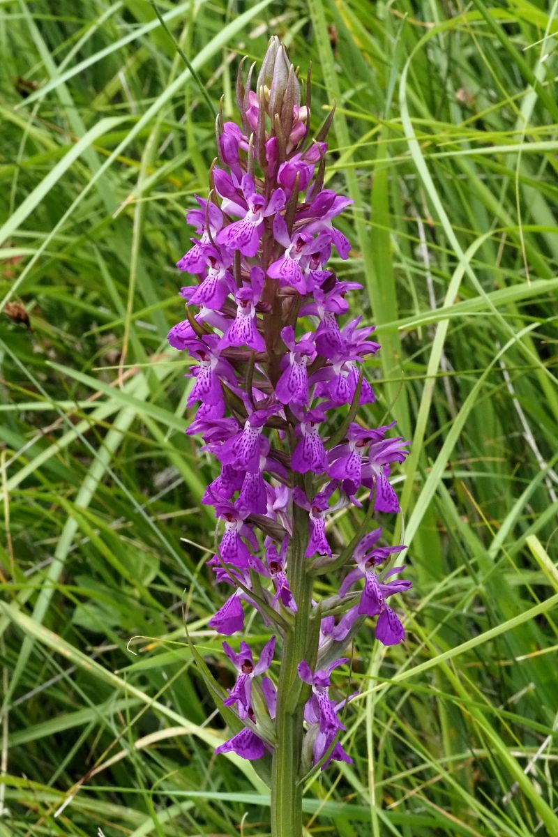 Dactylorhiza elata  - Jany Husson