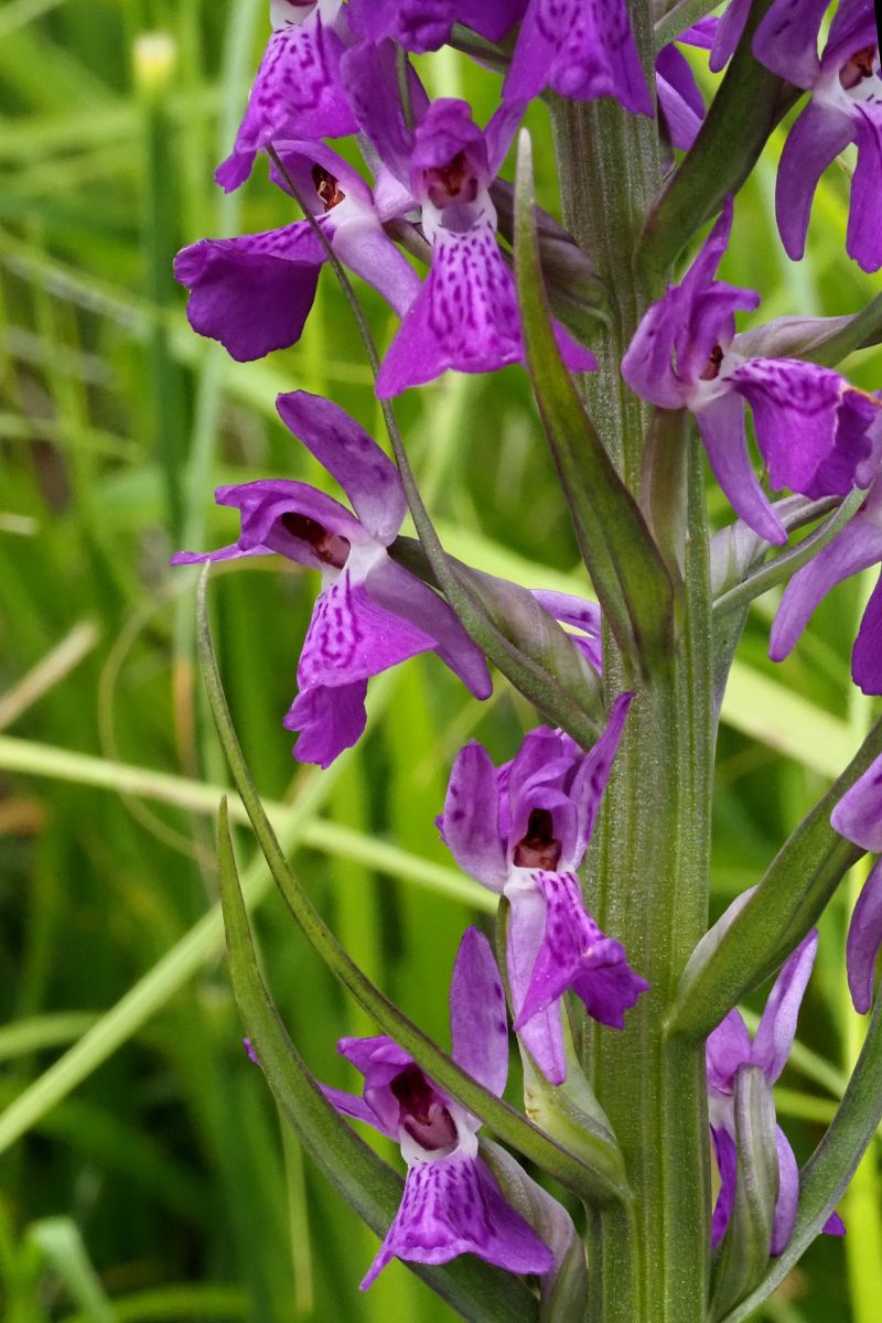 Dactylorhiza elata  - Jany Husson