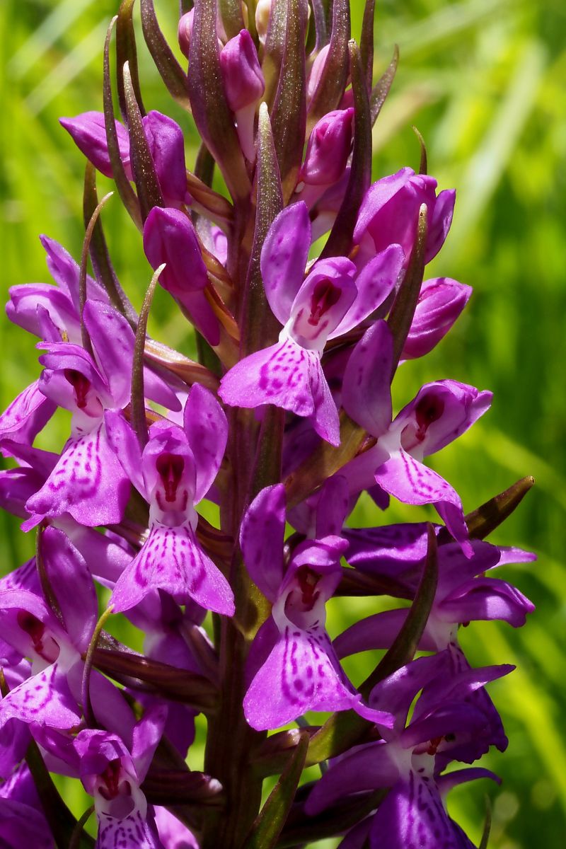 Dactylorhiza elata  - Jany Husson