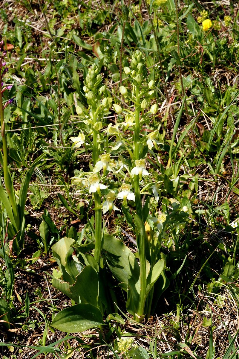 Platanthera chlorantha  - Jany Husson