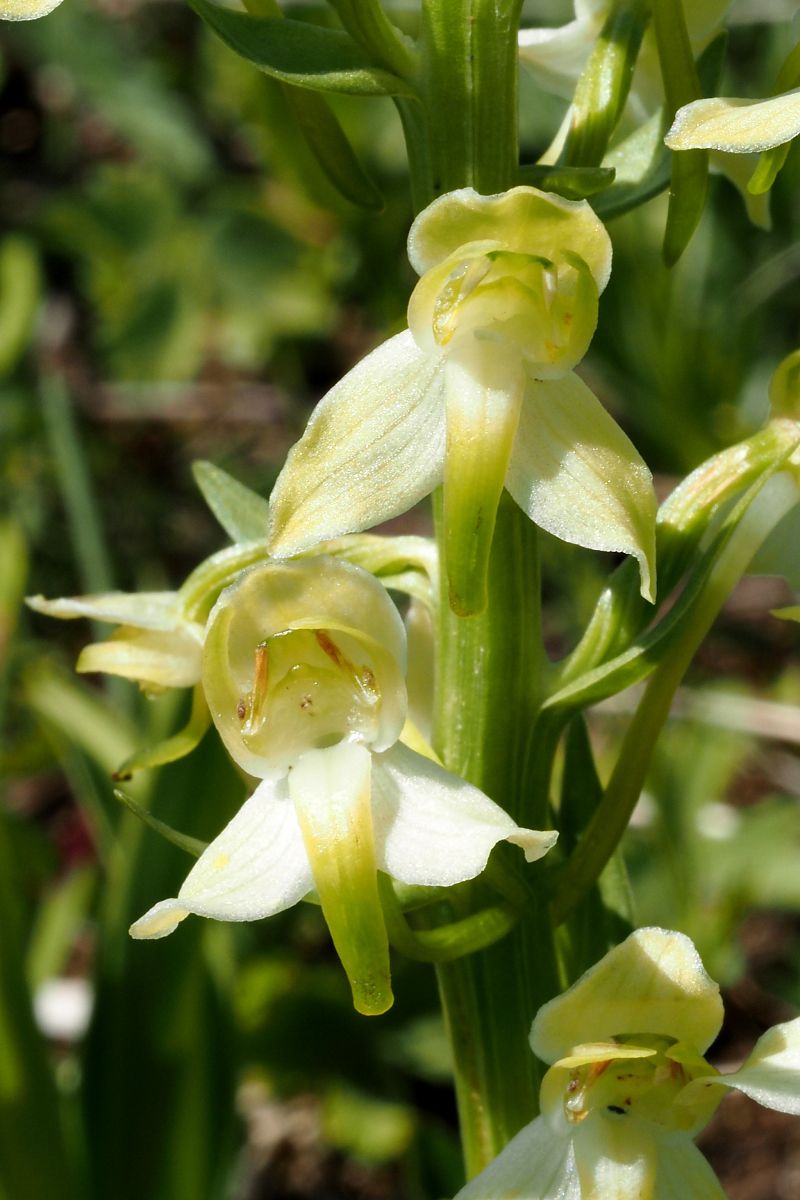 Platanthera chlorantha  - Jany Husson
