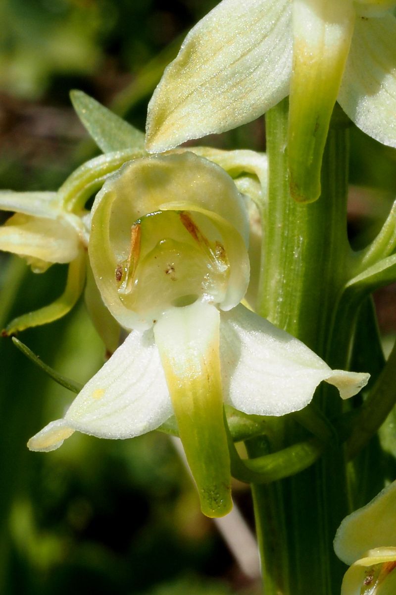 Platanthera chlorantha  - Jany Husson
