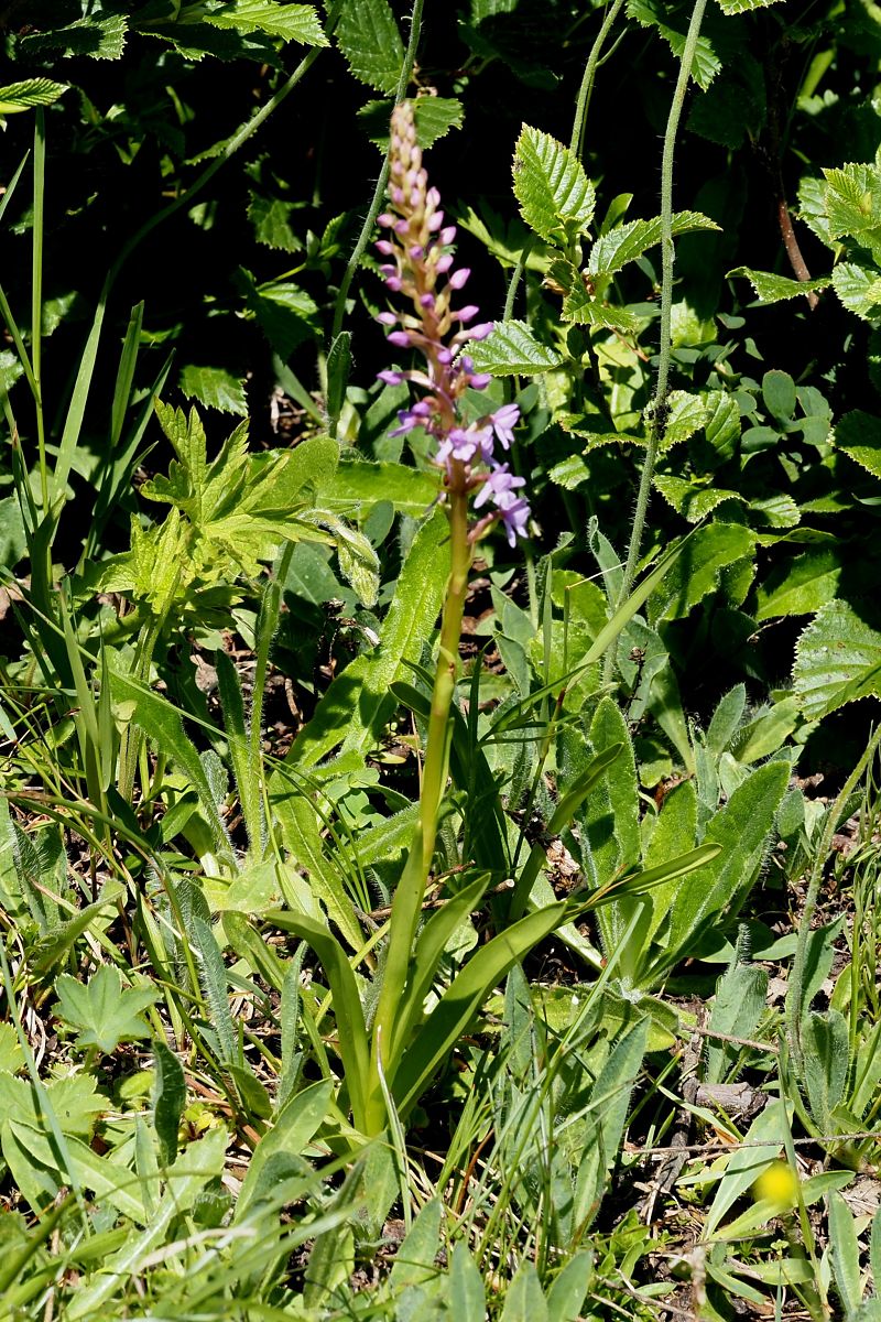 Gymnadenia conopsea subsp. pyrenaica  - Jany Husson