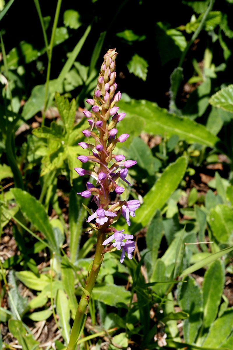 Gymnadenia conopsea subsp. pyrenaica  - Jany Husson