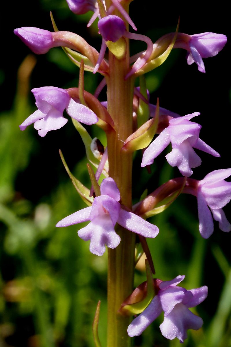 Gymnadenia conopsea subsp. pyrenaica  - Jany Husson