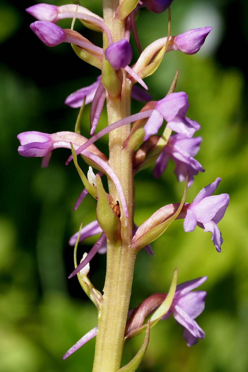 Gymnadenia conopsea subsp. pyrenaica  - Jany Husson