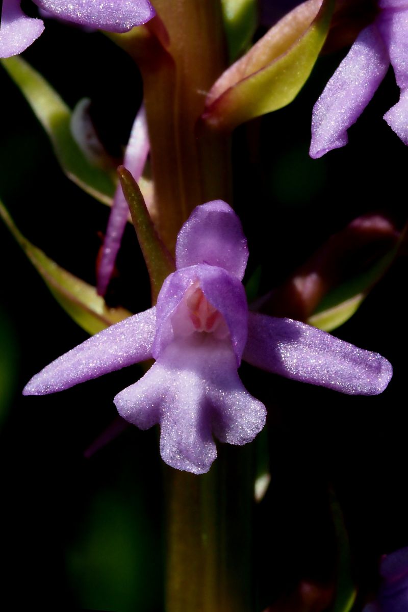 Gymnadenia conopsea subsp. pyrenaica  - Jany Husson