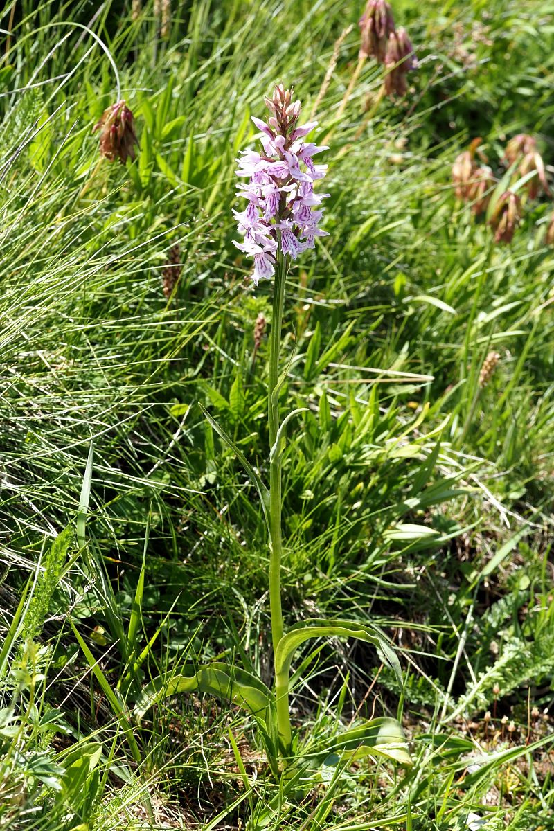 Dactylorhiza fuchsii subsp. psychrophila  - Jany Husson