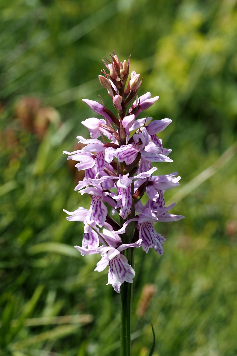 Dactylorhiza fuchsii subsp. psychrophila  - Jany Husson