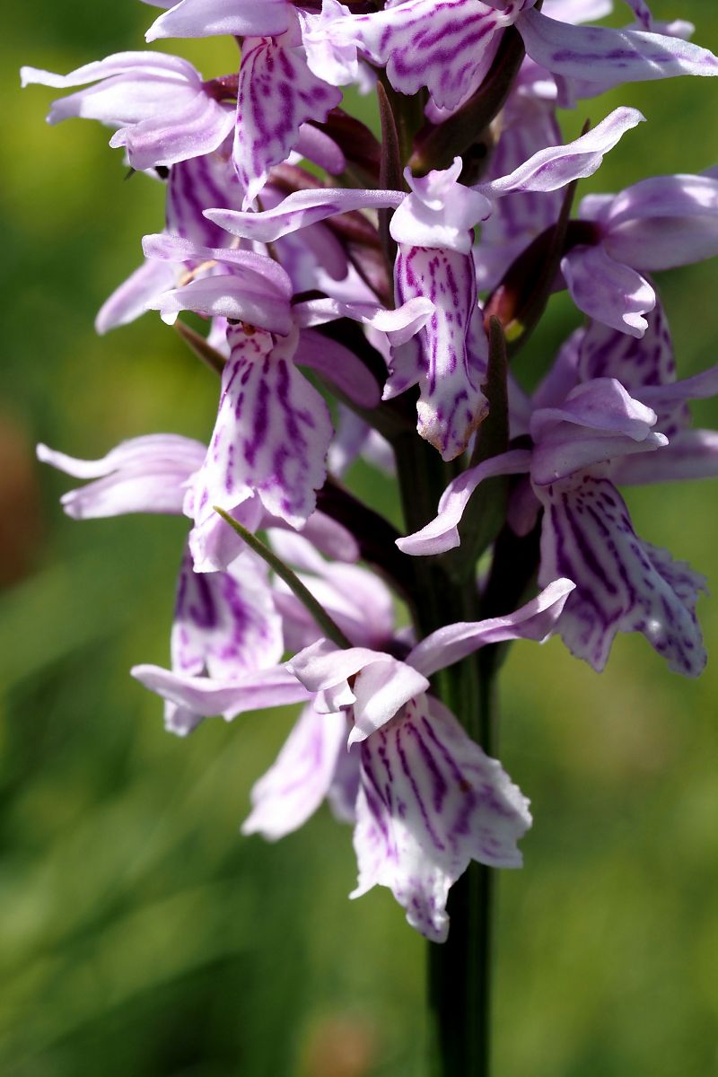 Dactylorhiza fuchsii subsp. psychrophila  - Jany Husson