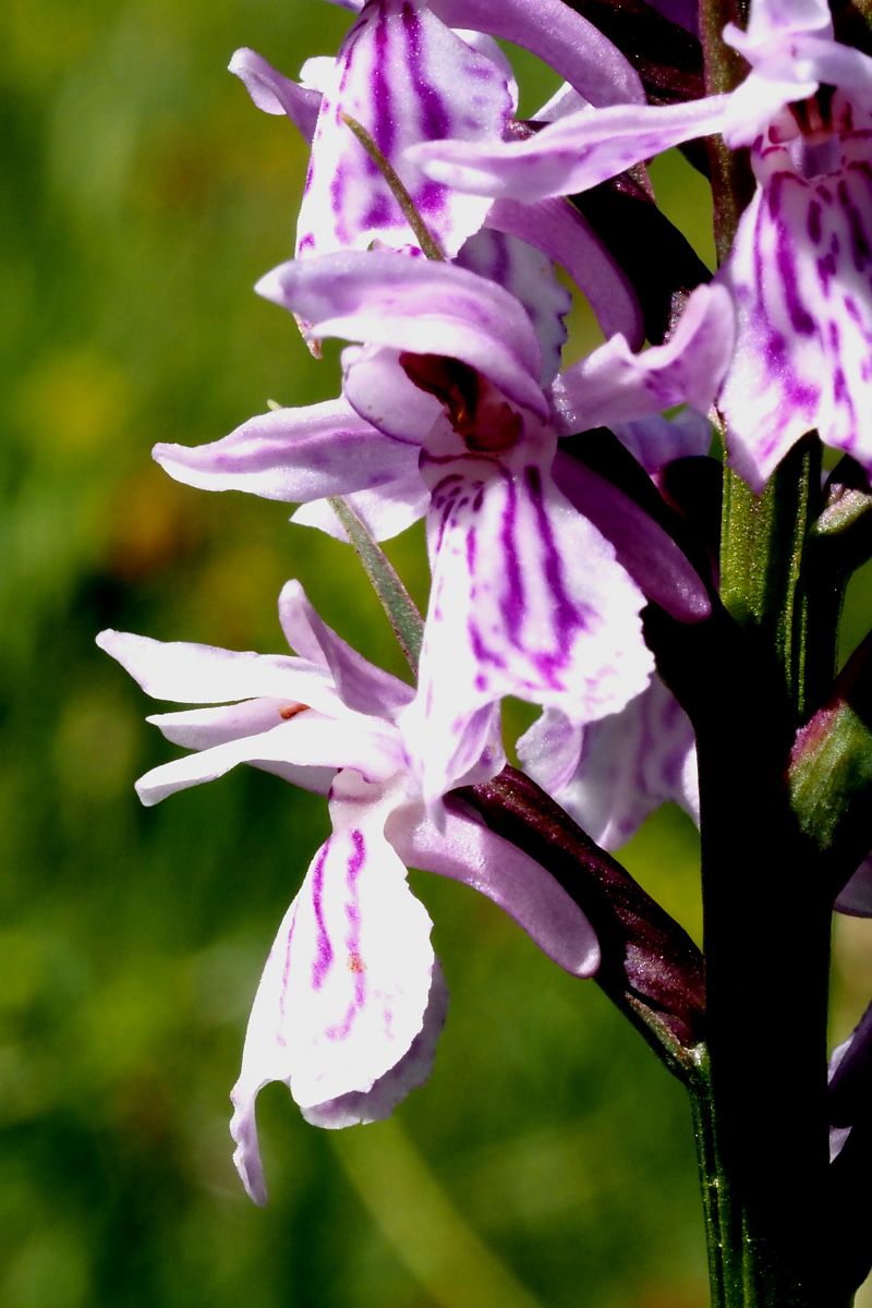 Dactylorhiza fuchsii subsp. psychrophila  - Jany Husson