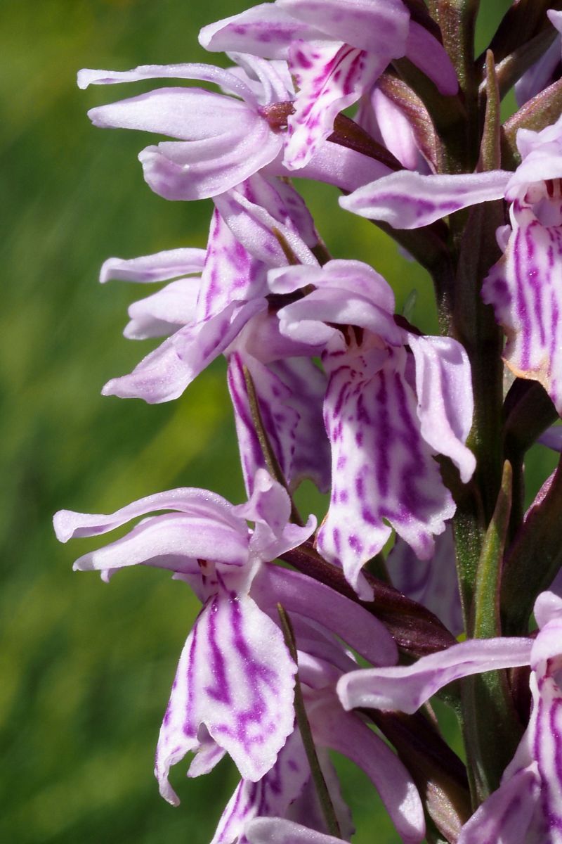 Dactylorhiza fuchsii subsp. psychrophila  - Jany Husson