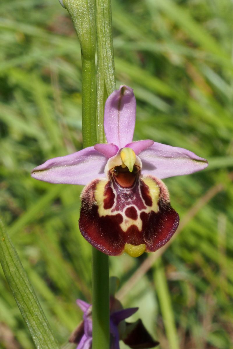 Ophrys montis-aviarii  - Jany Husson