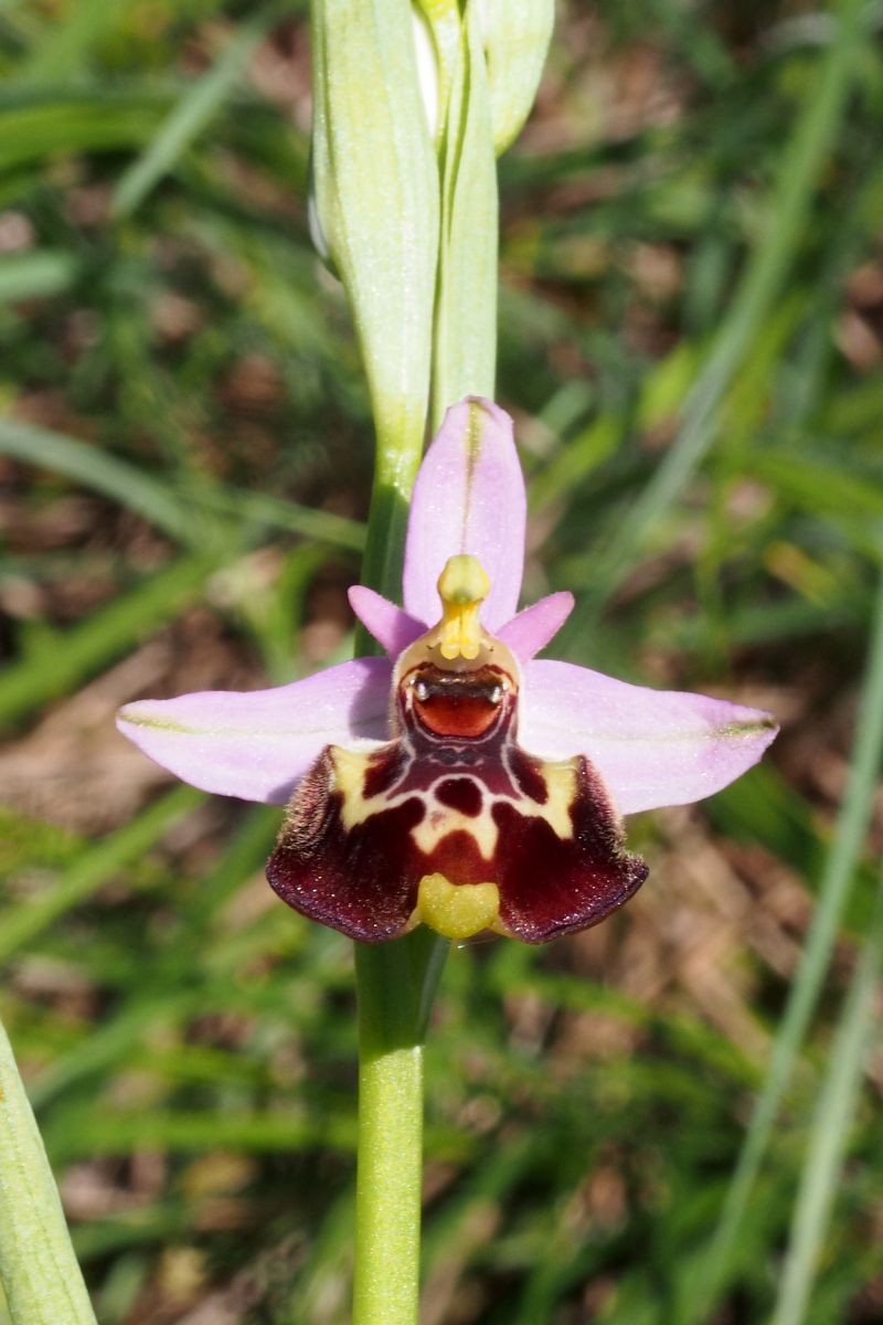 Ophrys montis-aviarii  - Jany Husson