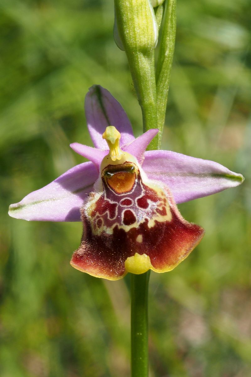 Ophrys montis-aviarii  - Jany Husson