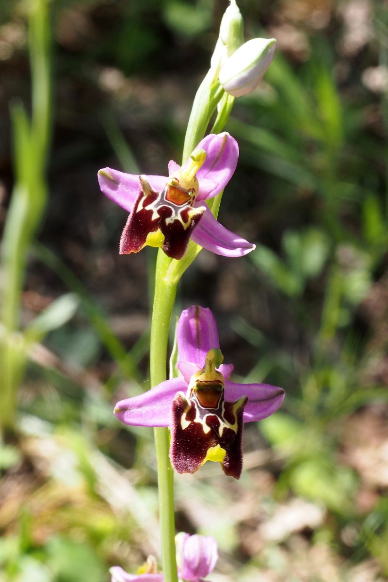 Ophrys montis-aviarii  - Jany Husson