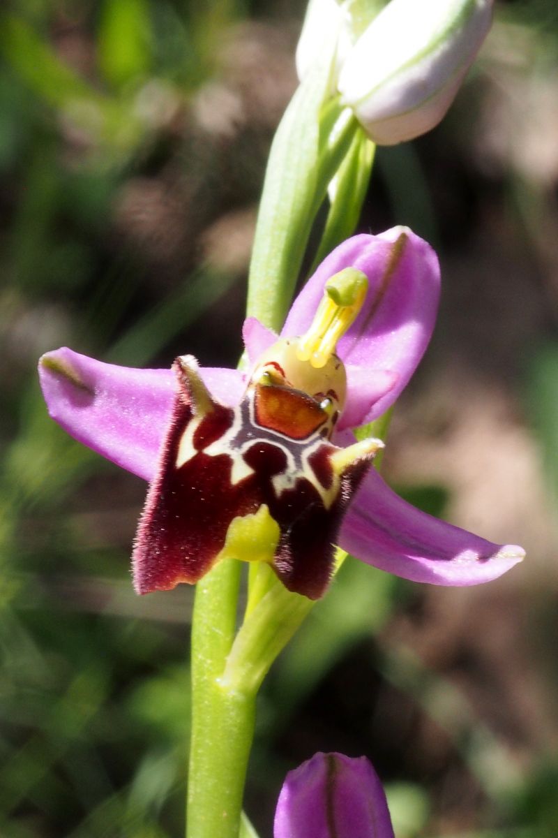 Ophrys montis-aviarii  - Jany Husson