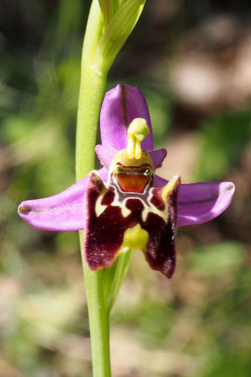 Ophrys montis-aviarii  - Jany Husson