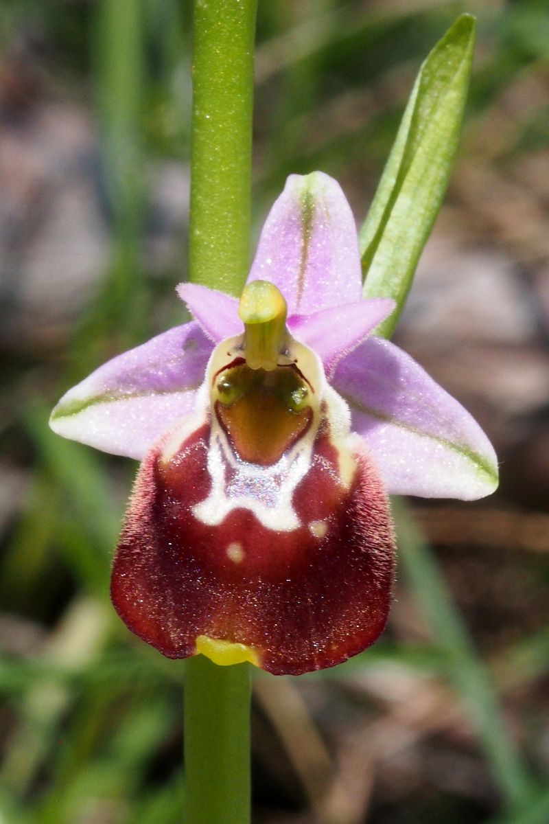 Ophrys montis-aviarii  - Jany Husson