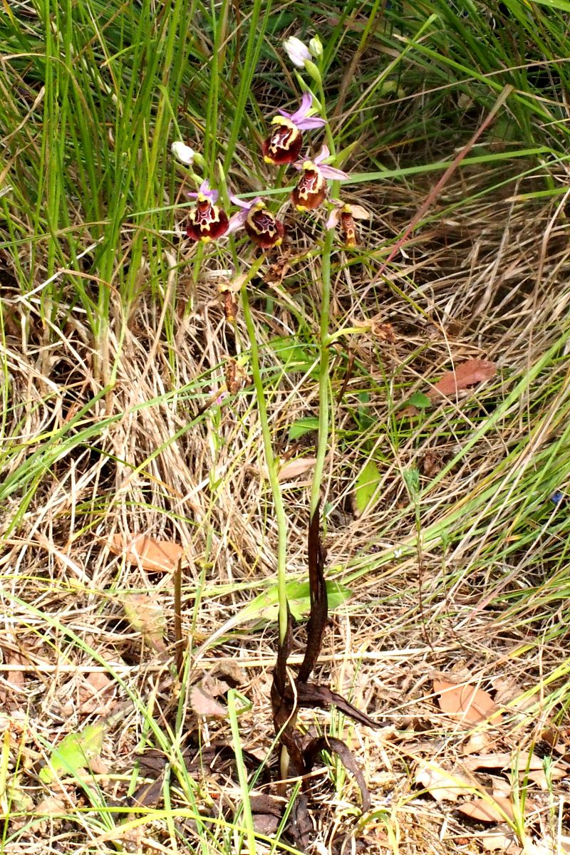 Ophrys montis-aviarii  - Jany Husson