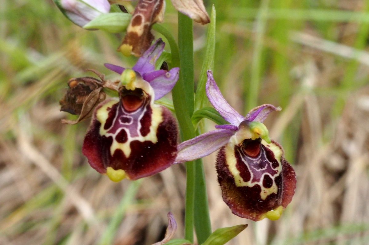 Ophrys montis-aviarii  - Jany Husson