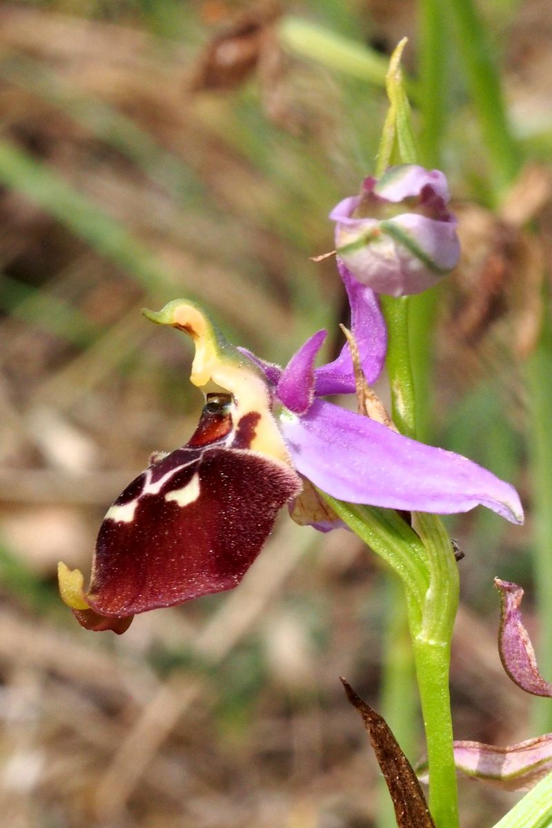 Ophrys montis-aviarii  - Jany Husson