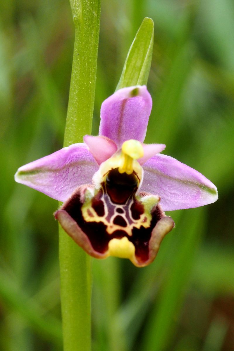 Ophrys montis-aviarii  - Jany Husson