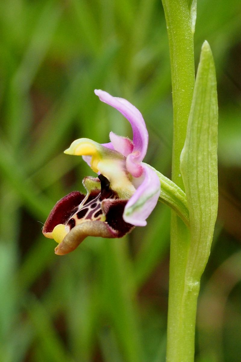 Ophrys montis-aviarii  - Jany Husson