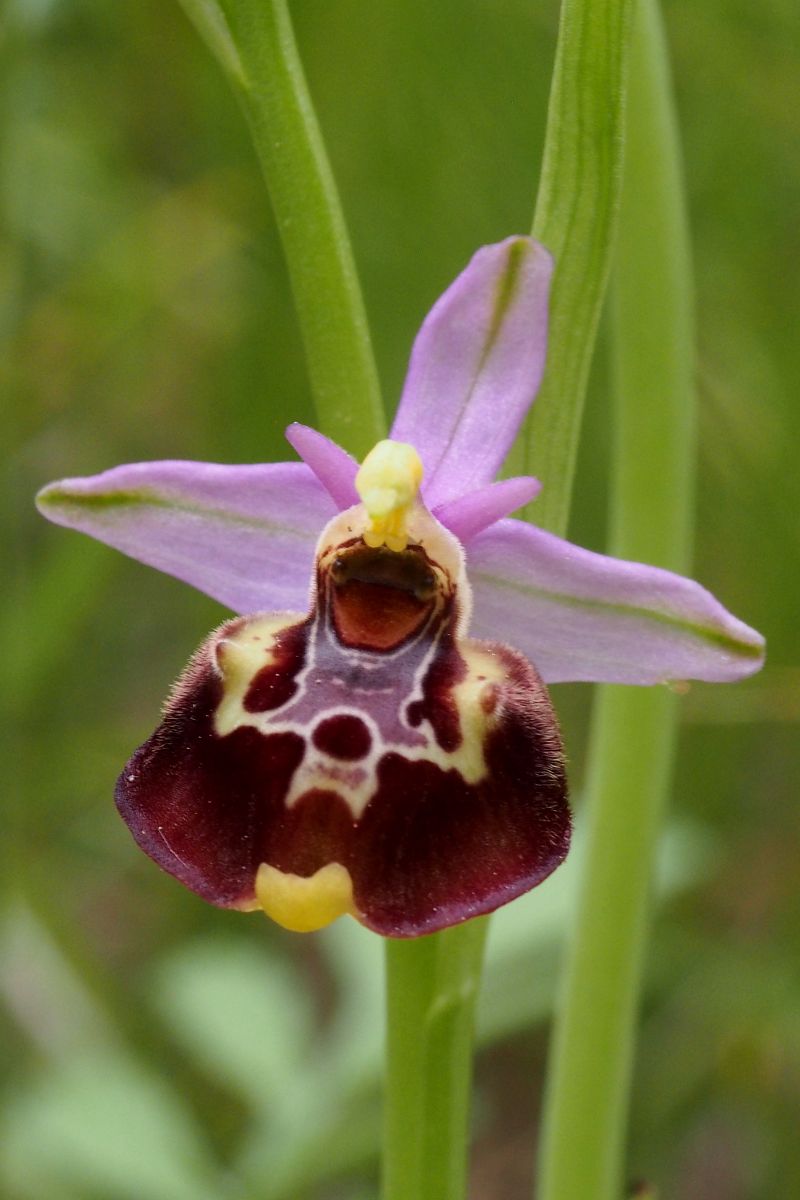 Ophrys montis-aviarii  - Jany Husson